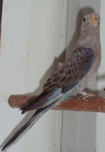 Copie de P6139 cr.jpg